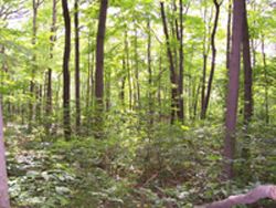 Commercial Tree Work Noblesville IN