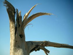 Dead Trees Noblesville IN