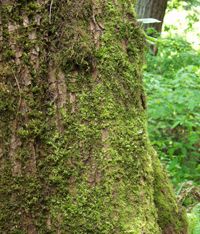 Stump Grinding Noblesville IN