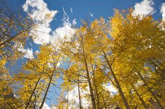 Tree Care Noblesville IN