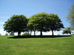Tree Pruning Noblesville IN