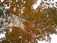 Tree Removal Noblesville IN