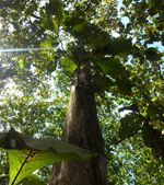 Tree Services Noblesville IN