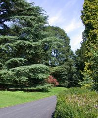Tree Trimming Noblesville IN